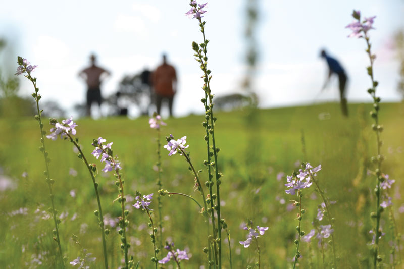 Golf course wildflowers