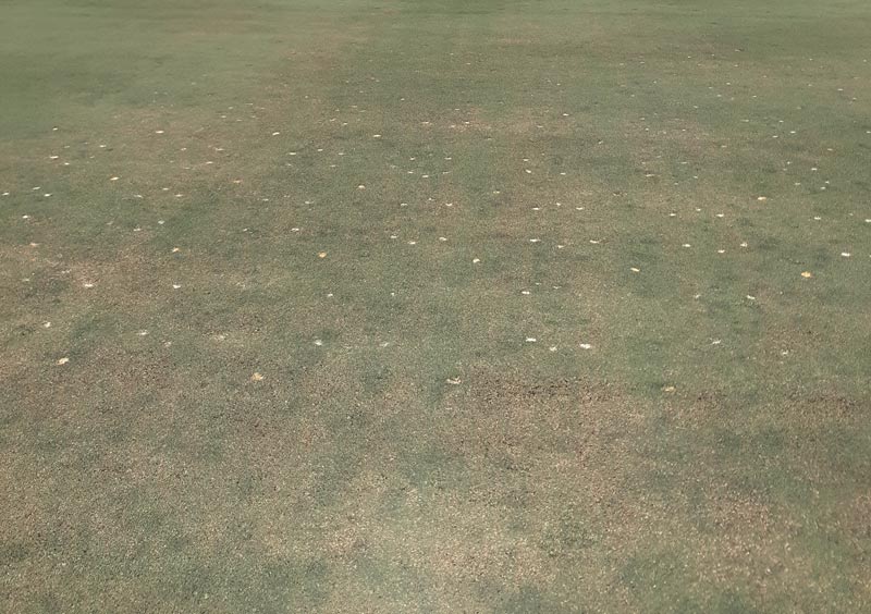 Lance nematode damage