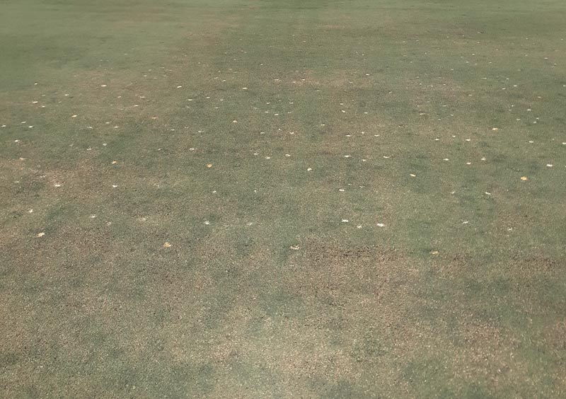 Lance nematode damage