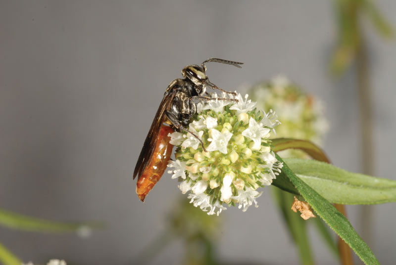 Wildflowers bring in beneficial insects Larra wasp