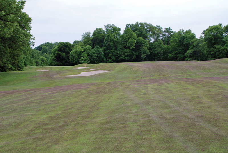 Meyer zoysiagrass seedheads