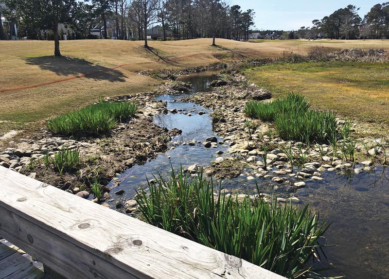 Pesticide phytoremediation