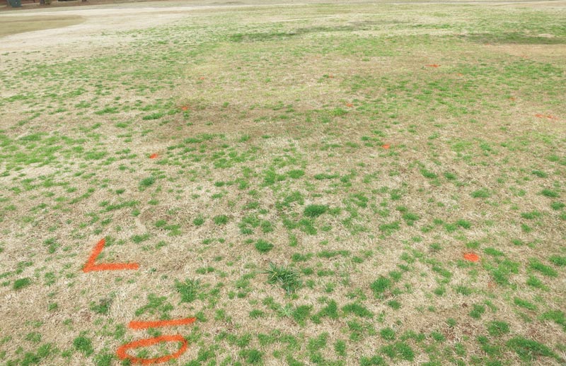 Poa annua: Alternative control options Poa annua control alternatives