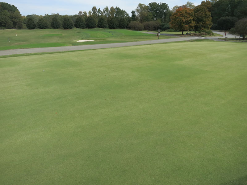 Managing seedheads in zoysiagrass greens Princep Liquid