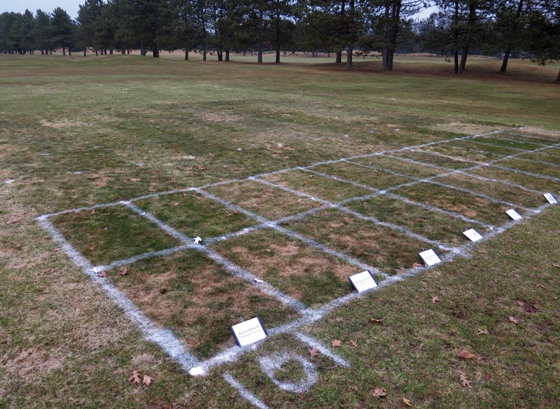 Snow mold fine fescue