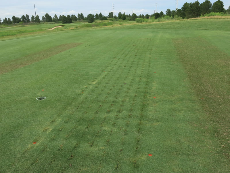 Reducing soil salinity caused by high-salinity irrigation The Rawls Course