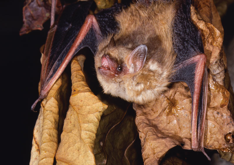 Tri-colored bat
