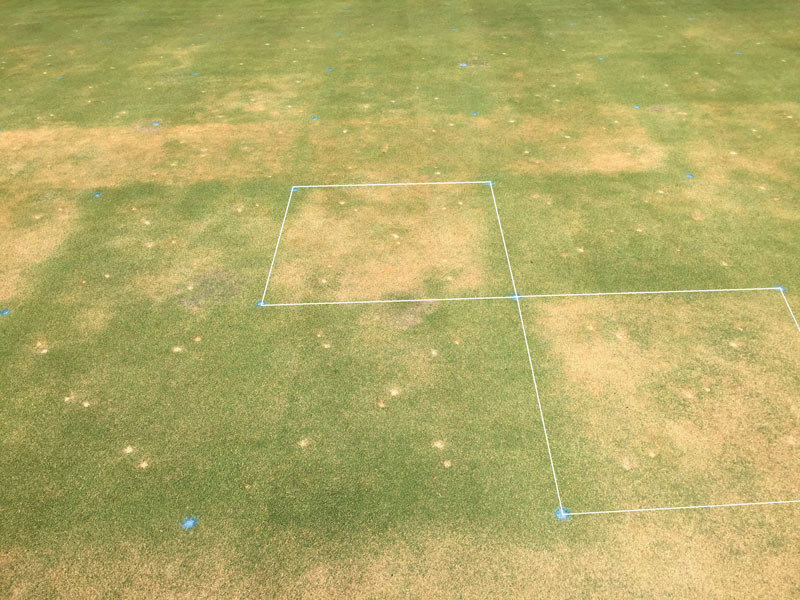 Ultradwarf bermudagrass spring green-up