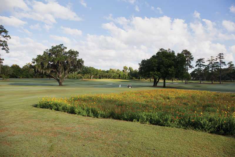 Wildflowers bring in beneficial insects Wildflowers beneficial insects