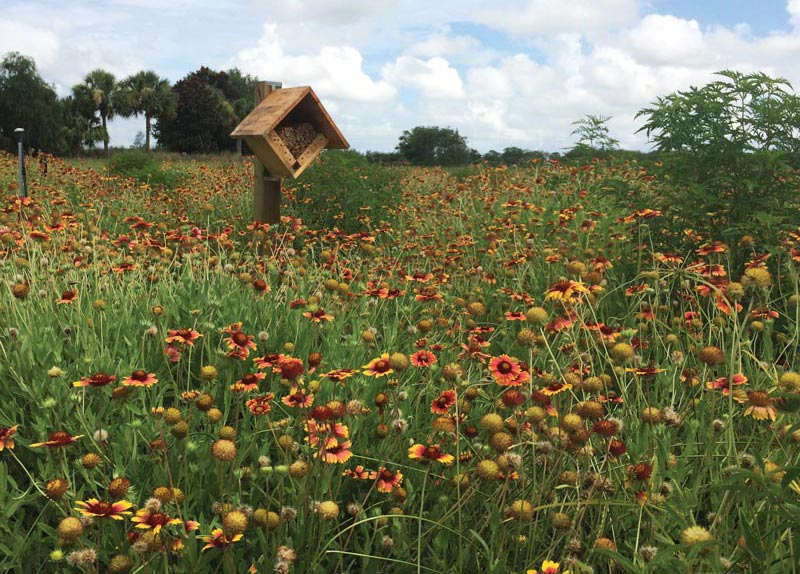 Wildflowers bring in beneficial insects Wildflowers golf course