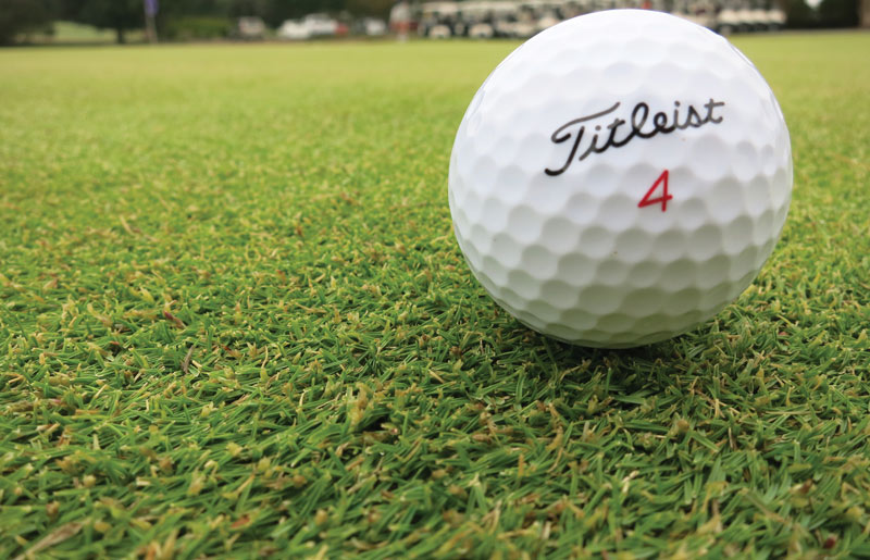 Zoysia seedheads