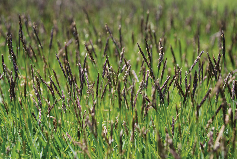 Zoysiagrass seedheads