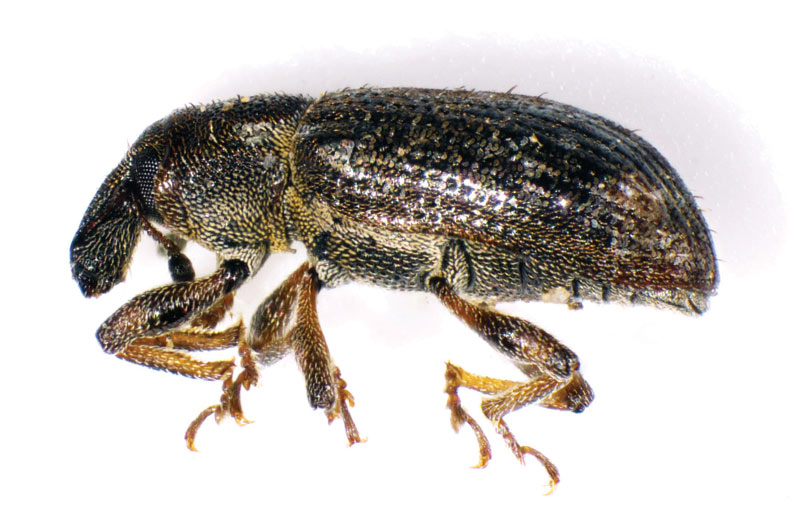 Spring management of annual bluegrass weevil Adult annual bluegrass weevil