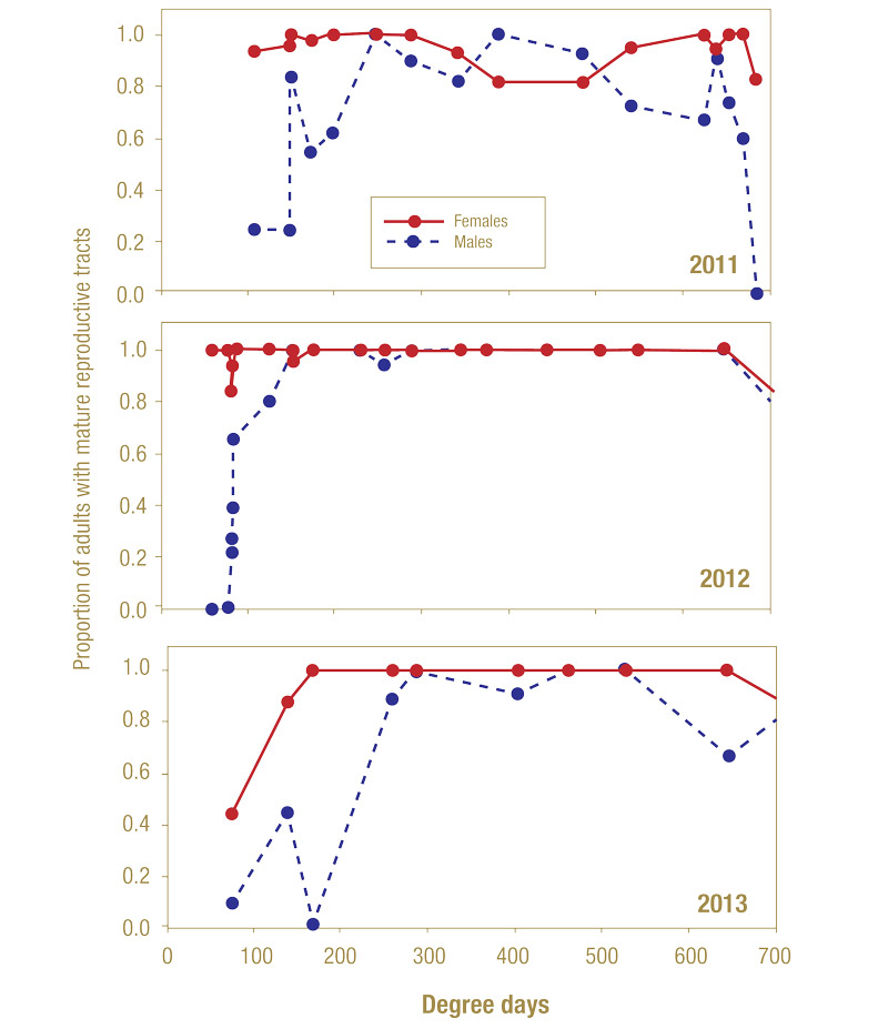 Spring management of annual bluegrass weevil Annual bluegrass weevil adults