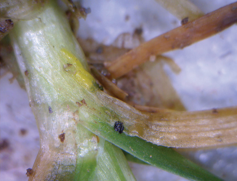 Annual bluegrass weevil eggs