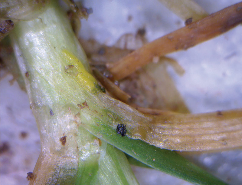 Spring management of annual bluegrass weevil Annual bluegrass weevil eggs