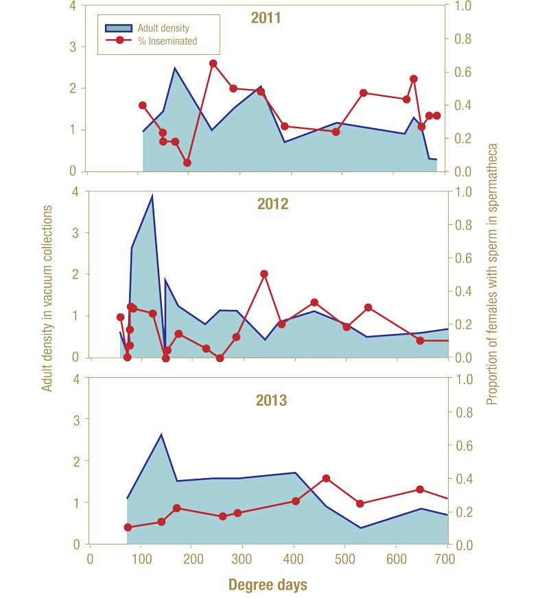 Spring management of annual bluegrass weevil Annual bluegrass weevil females