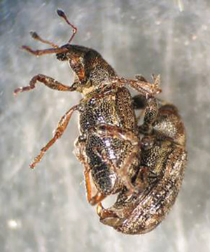 Spring management of annual bluegrass weevil Annual bluegrass weevils mating