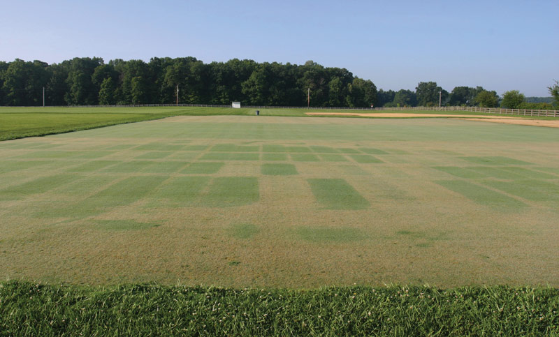 Combination fungicides turf