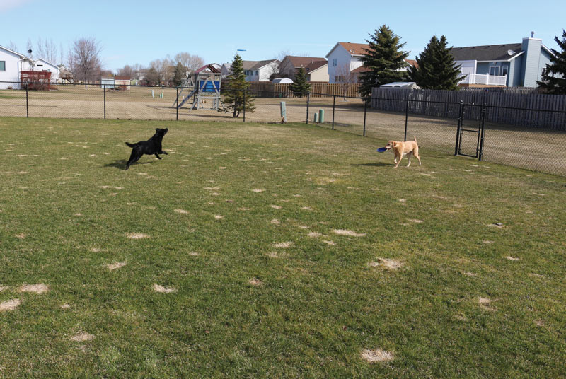 Dog urine turf damage