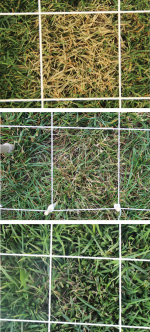 Dog urine turfgrass damage