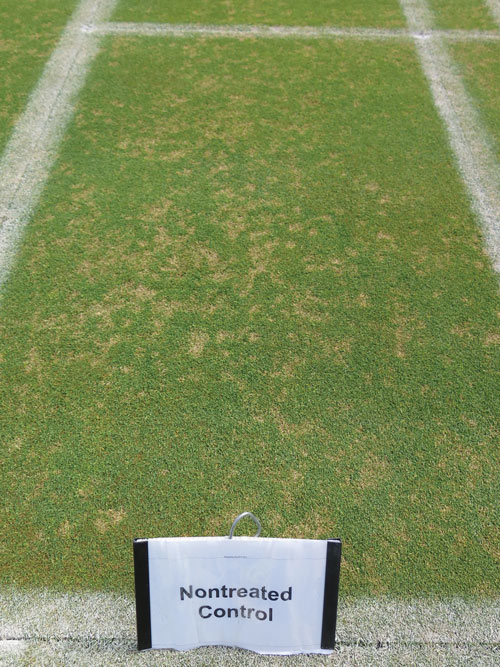 Dollar spot turf