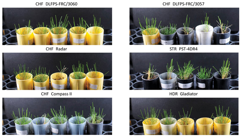 Fine fescues vs. foliar shade Fine fescue cultivars shade tolerance
