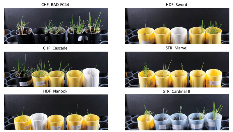 Fine fescue cultivars shade