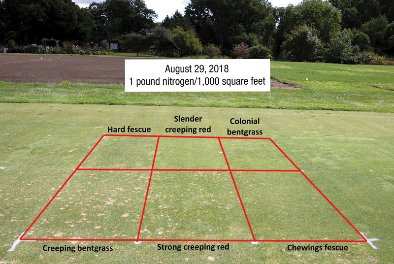 Fine fescues golf putting greens