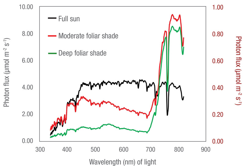 Foliar shade turfgrass