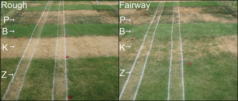 Effects golf cart traffic and drought on turfgrass Golf cart turf stress