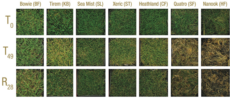 Turfgrass responses to prolonged heat stress Heat stress turfgrass