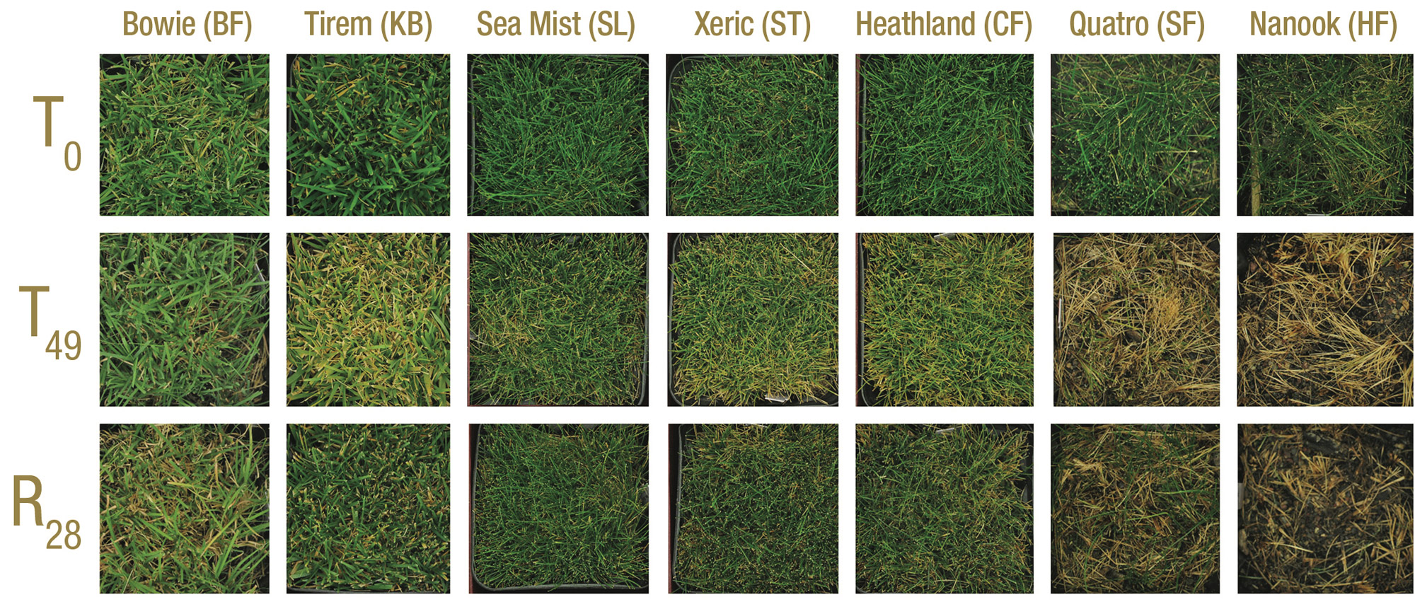 Tall Fescue Grass Vs Bluegrass