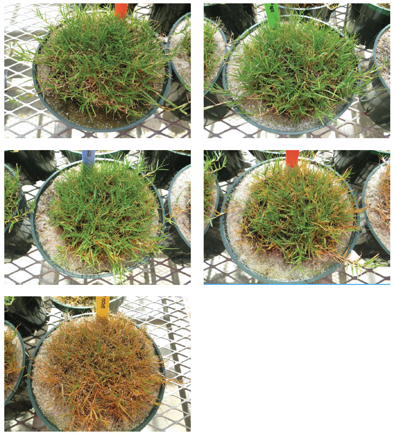 Heavy metal effects on golf course greens Heavy metal toxic grass