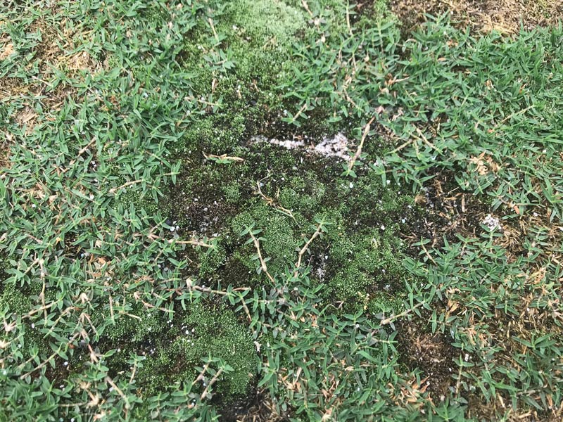 Heavy metal effects on golf course greens Heavy metals turfgrass