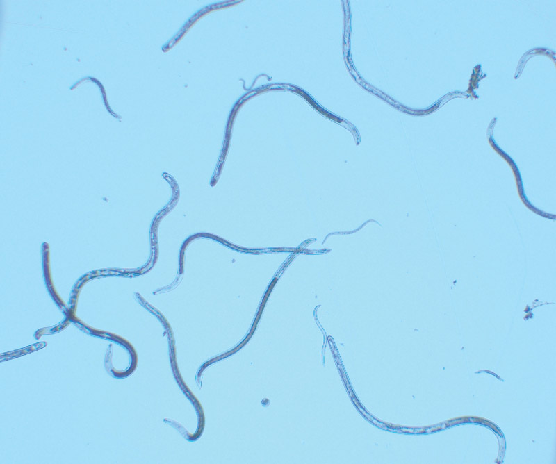 Lance nematodes