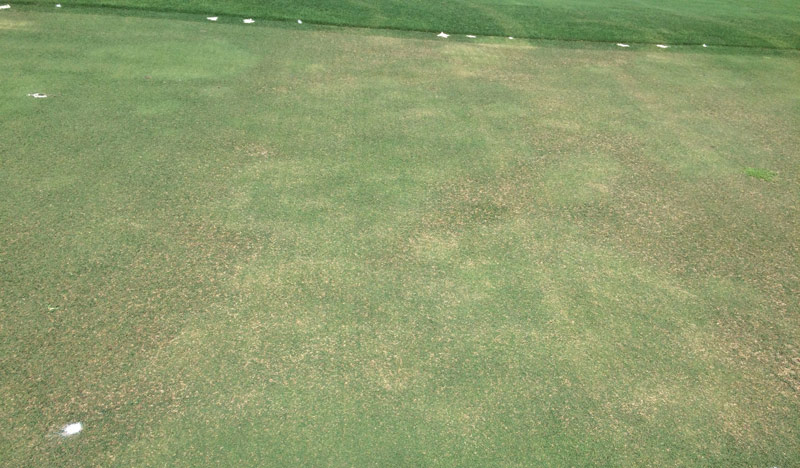 Rhodesgrass mealybug in turf Rhodesgrass mealybug turfgrass