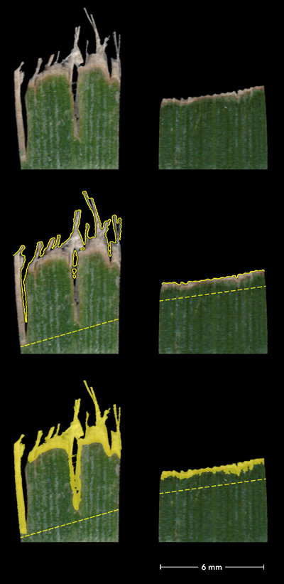 Robotic mower cut quality