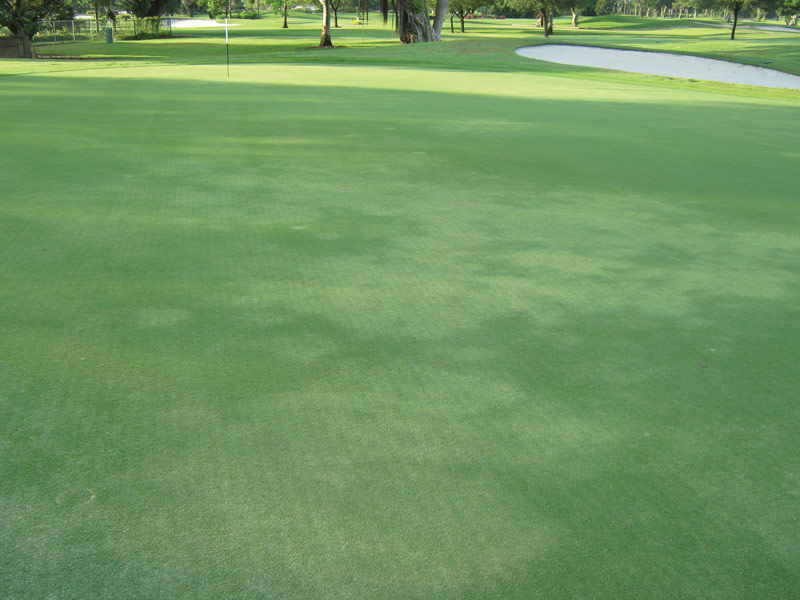 Managing root-knot nematodes in warm-season turfgrass Root-knot nematode damage