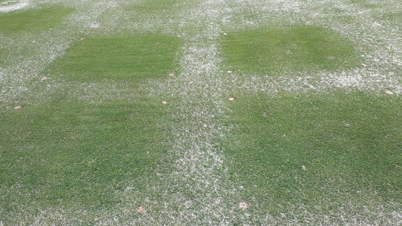 Managing root-knot nematodes in warm-season turfgrass Root-knot nematode golf course