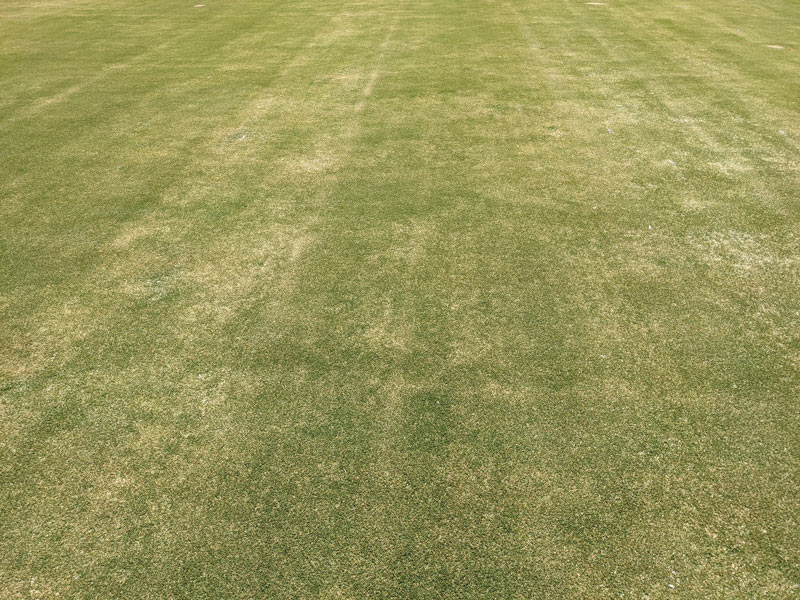 Managing root-knot nematodes in warm-season turfgrass Root-knot nematode infestation