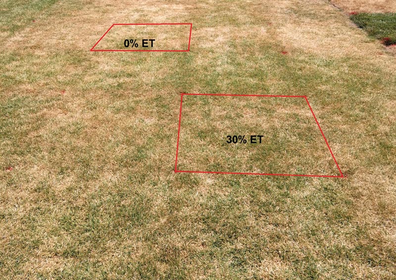 Turf drought stress