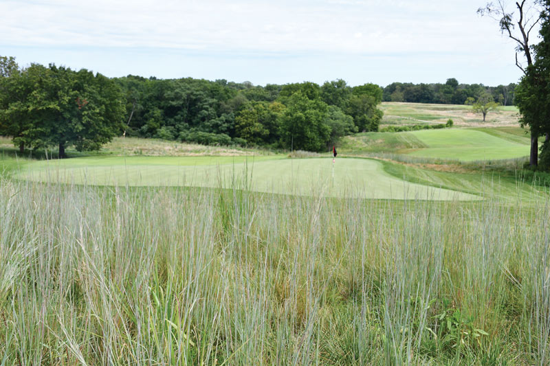 Weeds golf course rough