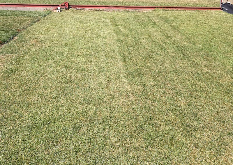 Zoysiagrass drought