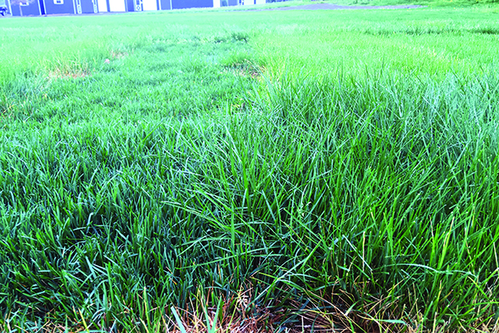 PV1 Kentucky Bluegrass
