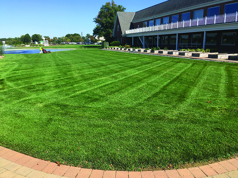 conventional Kentucky Bluegrass