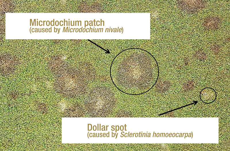 Microdochium patch symptoms alongside dollar spot symptoms 