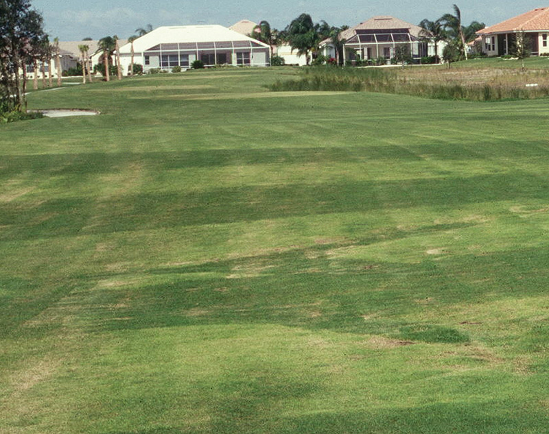 Chlorosis and fairway thinning