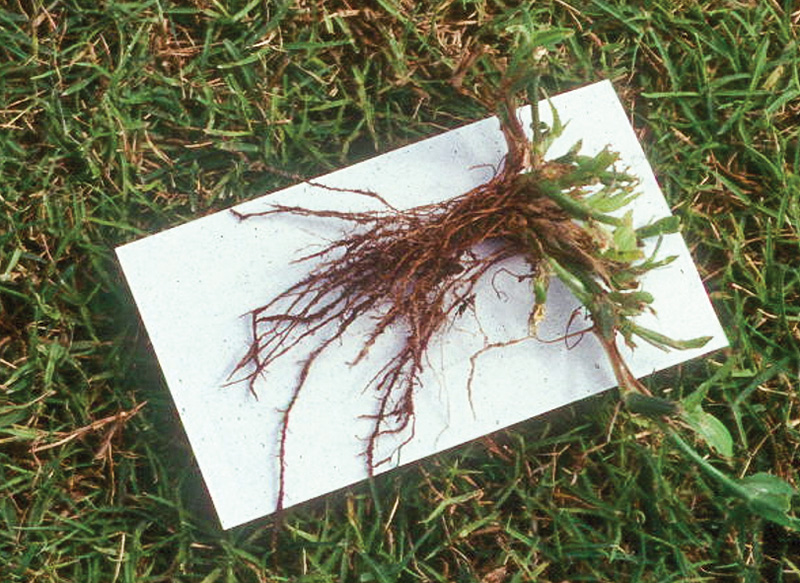 grass root necrosis