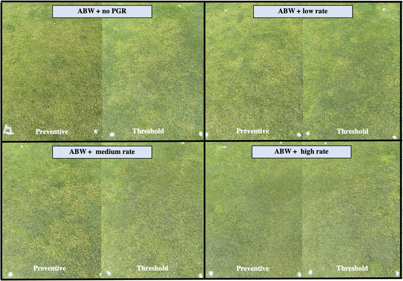 Annual bluegrass fairway